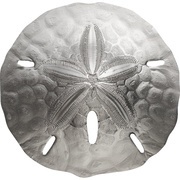 1 Dollar Sand Dollar II, Palau, 2019 reverse image