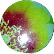 25 Cents - Elizabeth II Prickly Pear Cactus, Canada, 2013 reverse image