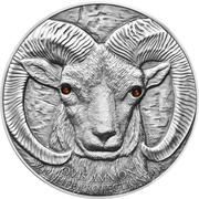 500 Tögrög Argali Ovis Ammon, Mongolia, 2013 reverse image